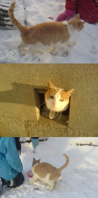 Känner du till eller saknar katten på bilden? Katten har sökt sig till min dotters skola under några månaders tid och tycks inte ha något hem att gå till. Just nu bor den i en källare på St Lars-området i södra Lund. Den får både mat och kärlek av barnen på skolan. Men borde inte en så snäll och social katt vara saknad? Vet du något? Hör av dig. Minsta lilla ledtråd kan vara till stor hjälp.