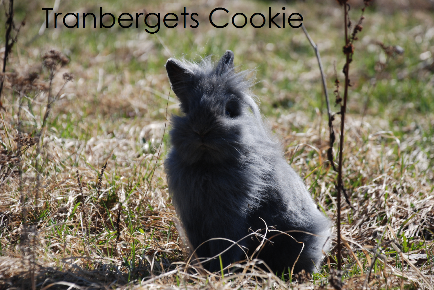 cookie