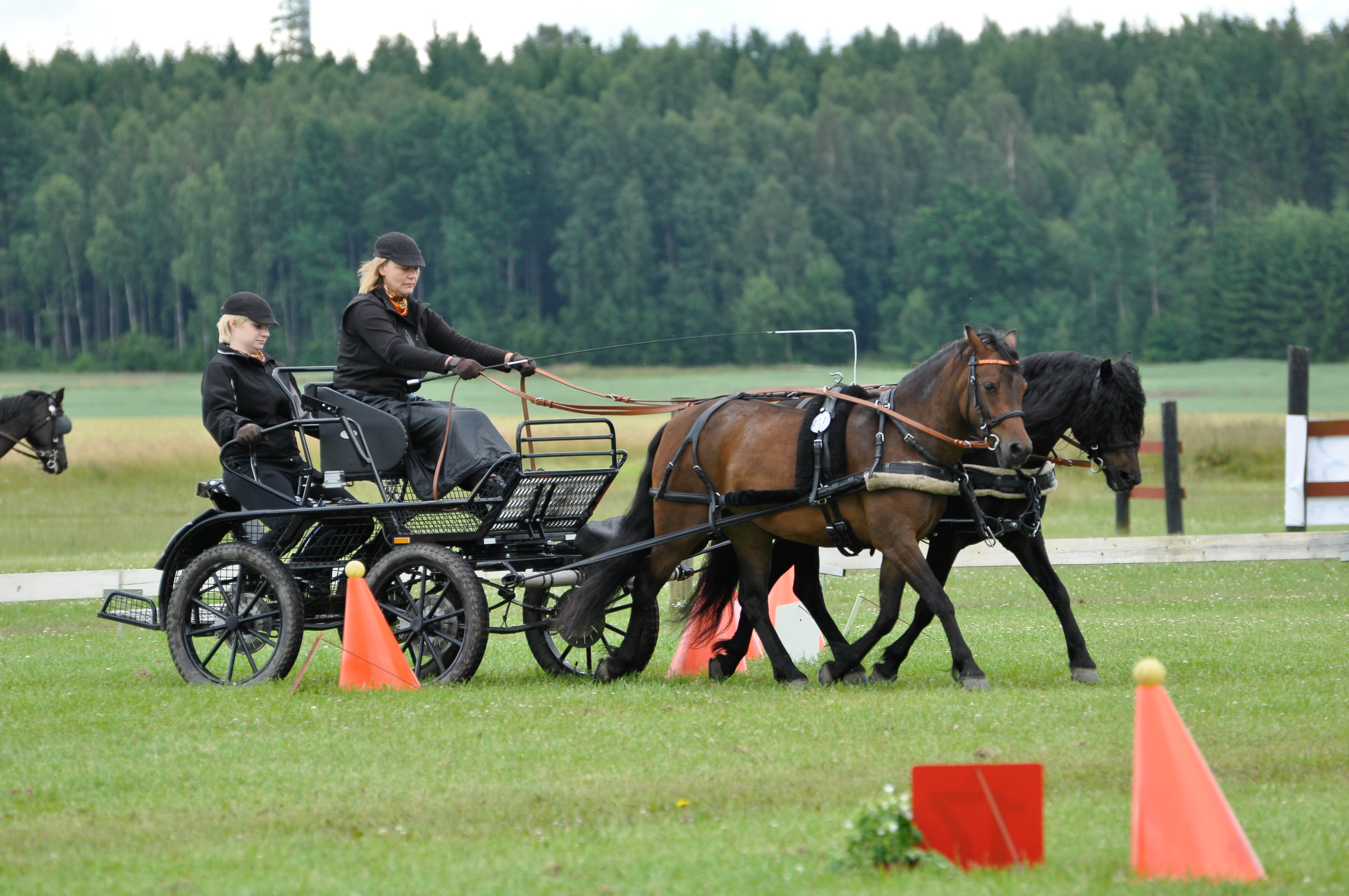 Pia Fungby kör sitt ponnypar i precision
