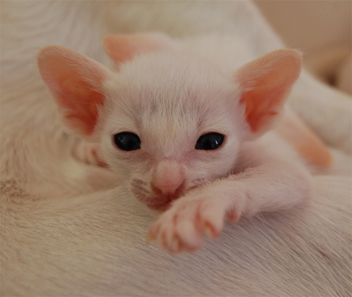 dsc-0034.jpg (700×591)