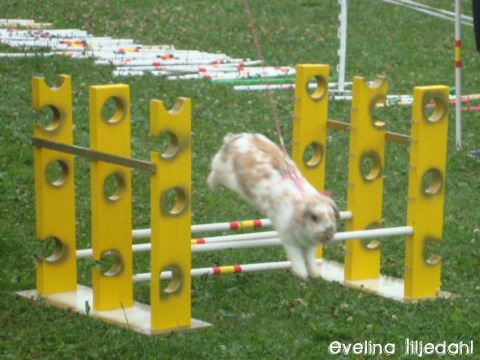 Framhoppning