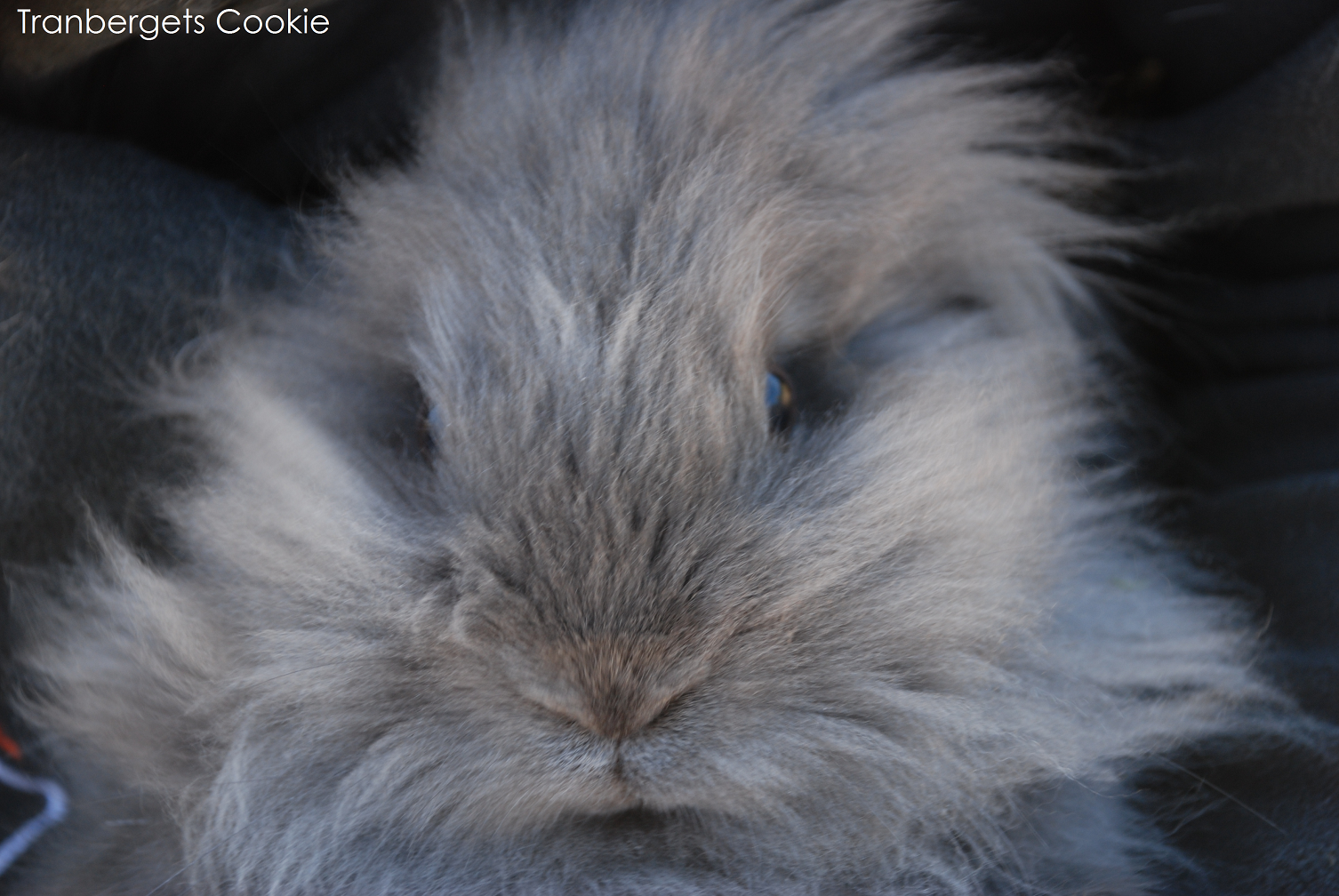 Cookie
