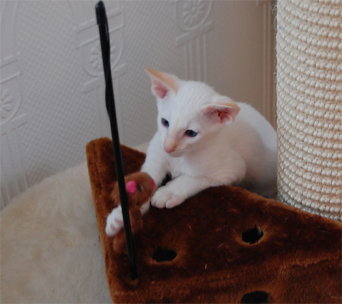 dsc-0167.jpg (500×445)