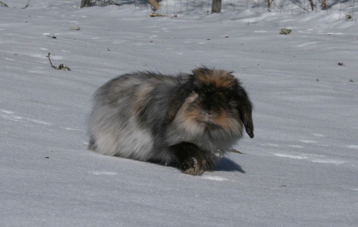 http://uploads.ifokus.se/uploads/954/9540bdabd9f176523110004ca808cb17/humlis.jpg