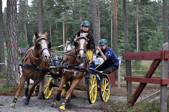 Mats Olsson kör sitt New Forestpar i ett maratonhinder i Vaggeryd 2011