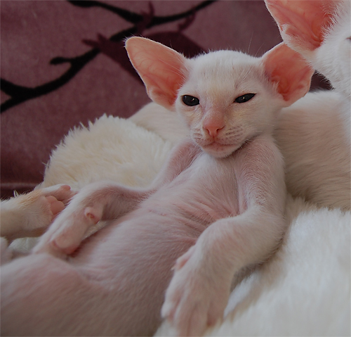 dsc-0694.jpg (500×479)