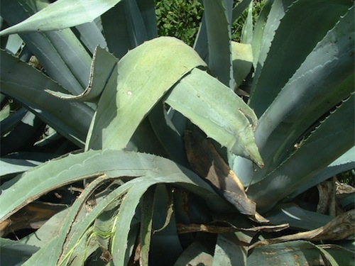 aloevera