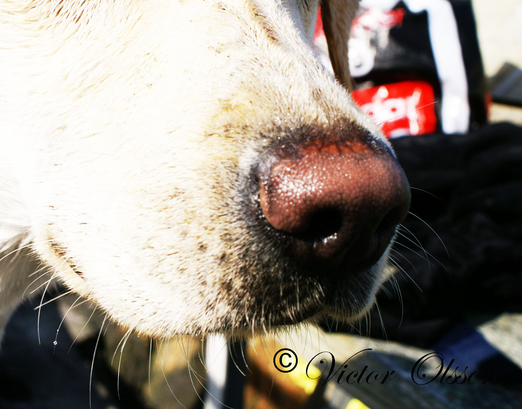 hund nos