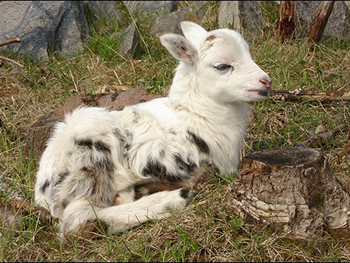 Lamm