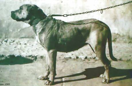 Ca de Bou, 1905.