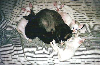 Pysen och kattungar