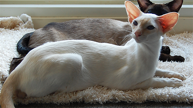 dsc-0330.jpg (650×366)